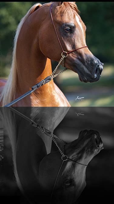 versace rojo arabians breeders.